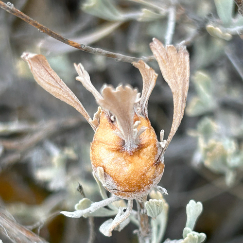 Unknown species found near Eagle Way, Yakima, WA, US