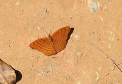 Pseudergolis wedah