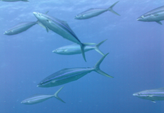 Elagatis bipinnulata