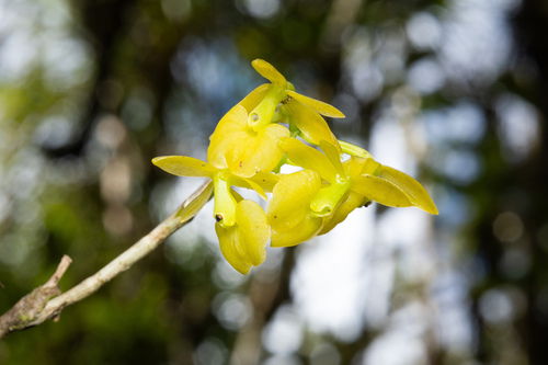 Epidendrum envigadoense Hágsater 3