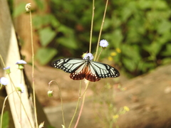 Papilio agestor