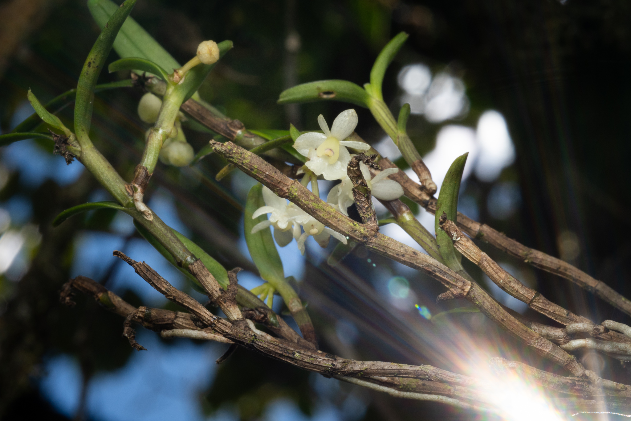 Epidendrum modestissimum F.Lehm. & Kraenzl. 4
