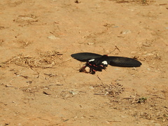 Byasa polyeuctes