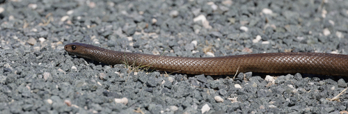 Rottnest Island Dugite sighting