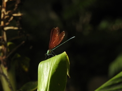 Mnais andersoni