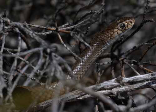 Rottnest Island Dugite sighting