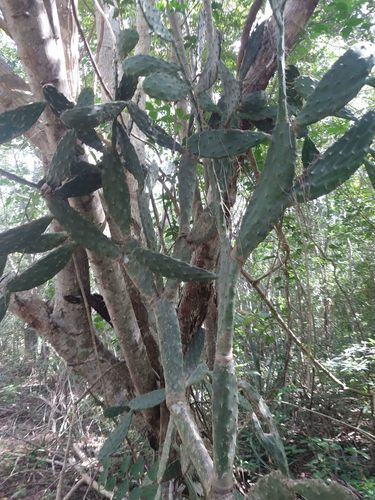 Nopal lengua de vaca