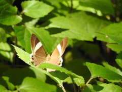 Abisara neophron