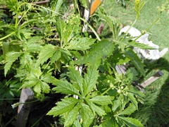 Caigua (Cyclanthera pedata)