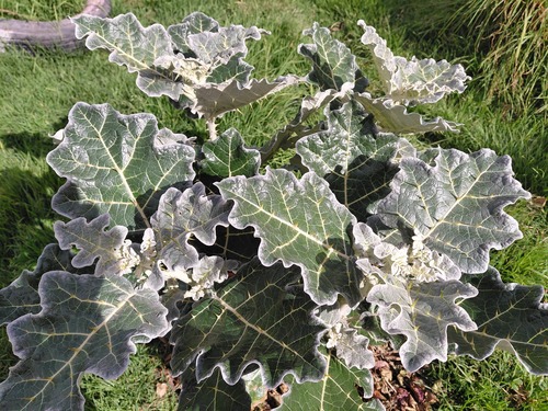 Solanum marginatum, photograph 5