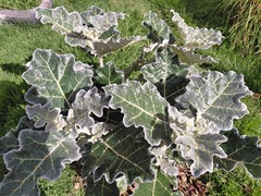 Solanum marginatum, photograph (c) GERMAN LEONEL SARMIENTO CRUZ, some rights reserved (CC BY)