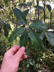 Pittosporum huttonianum