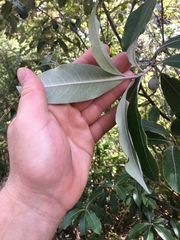 Pittosporum huttonianum