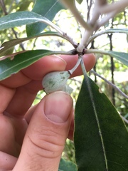 Pittosporum huttonianum