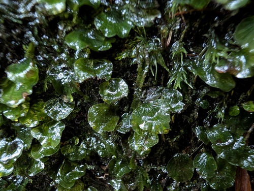 Didymoglossum bimarginatum observed 2025-10-24