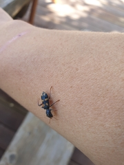 Neoscrobiger patricius