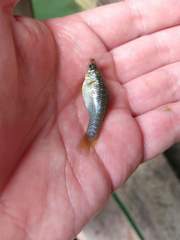 Poecilia mexicana