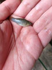 Poecilia mexicana