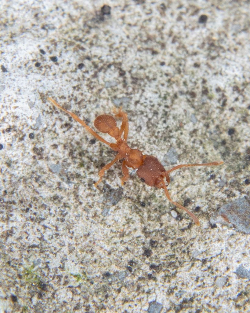 Mycocepurus smithii