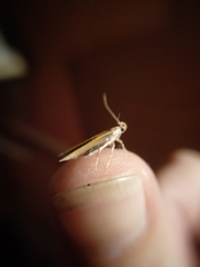 Stathmopoda skelloni