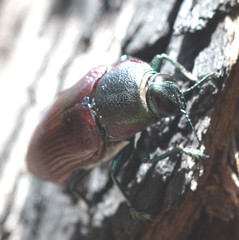 Temognatha variabilis