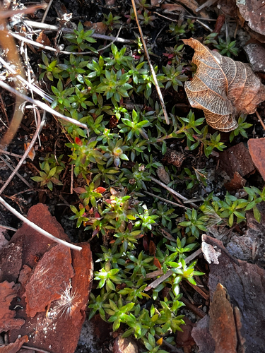 Littleleaf pixiemoss (Pyxidanthera brevifolia)
