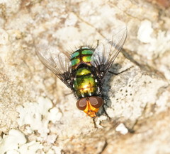 Amenia chrysame