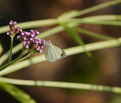Elodina