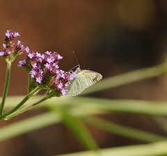 Elodina