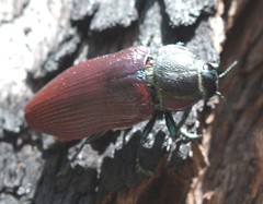Temognatha variabilis