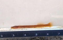 Well Earthworm Goby photo 4