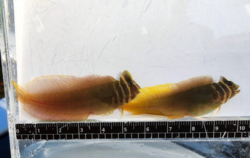 Barred blenny (Omobranchus fasciolatoceps) — Blenniidae — 5