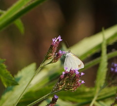 Elodina