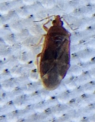 Cardiastethus fasciiventris