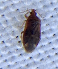 Cardiastethus fasciiventris