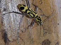 Chlorophorus annularis