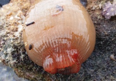 Isanemonia australis