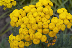Tanacetum vulgare boreale