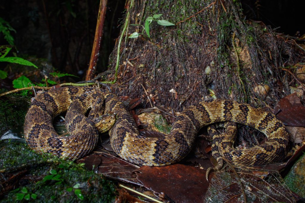Chocoan Forest Pit Viper