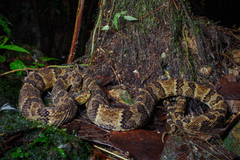 Chocoan Forest Pit Viper photo 1