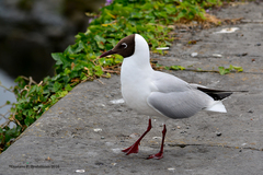 Chroicocephalus ridibundus