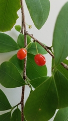 Erythroxylum havanense