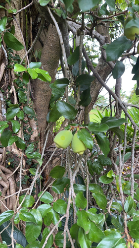 Ficus pumila observed 2025-10-26