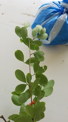 Erythroxylum havanense