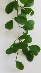 Erythroxylum havanense