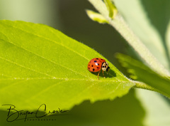 Harmonia axyridis
