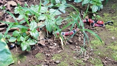 Micrurus nigrocinctus