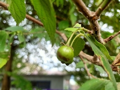 Muntingia calabura