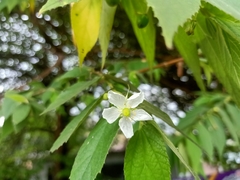Muntingia calabura