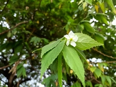 Muntingia calabura